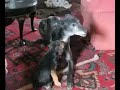 Dogs playing
