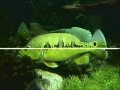 PART 3 ORINOCENSIS PRESPAWN