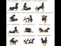 TOP 20 LAS MEJORES POSES DE KAMASUTRA