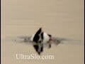 UltraSlo diving ducks