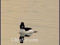 UltraSlo diving ducks