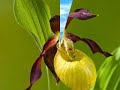 divina naturaleza