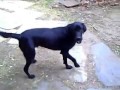 bob the dog