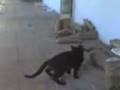 videos de Cagliostro gioca