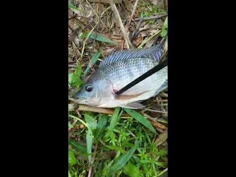 Test súng cao su bắn cá, một ngày hơn 10 ký cá