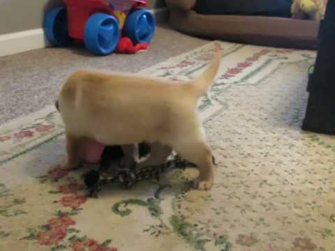 Penny playing and romping