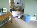 Dogs Gone Wild