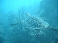 buceo cayo largo punta barracuda