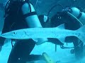 buceo cayo largo punta barracuda