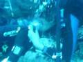 buceo cayo largo punta barracuda
