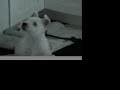 mina as a puppy mina as a puppy
