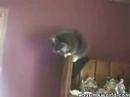 I Hate My Cats Sometimes Too