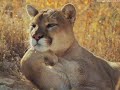 FUNNY ANIMALS