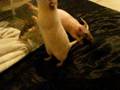 videos de Generosa's techno dancing rats
