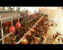 JMHW - afl. Biologische eieren