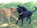 Fun at the dog park