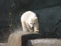 Baby Polar Bear Hudson - Brookfield Zoo Baby Polar Bear Hudson - Brookfield Zoo