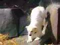Baby Polar Bear Hudson - Brookfield Zoo