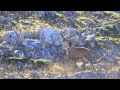 Guarda video