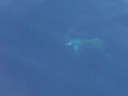 Dolphins in the Adriatic Sea, Mediterranean