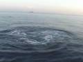 Dolphins in the Adriatic Sea, Mediterranean
