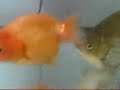 Ranchu and Ryukin Ranchu and Ryukin