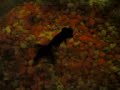 Madonna Effect on Animals (Fish)