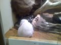 coastal carpet python eating rabbit.mp4