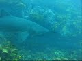 Grey Nurse Sharks