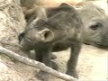 Baby Hyena Baby Hyena