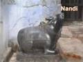 The Nandi Seekers India Tour! The Nandi Seekers India Tour!