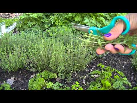 how to harvest thyme