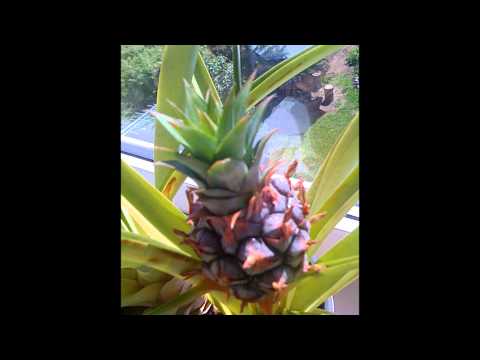 how to plant pineapple head