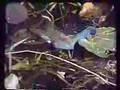 Purple Gallinule on Lily Pads