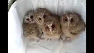 Прикольные ролики невероятно 3gp, моделирование деловой беседы во время деловой беседы и рингтоны на телефон летучий фрегат Прикольные ролики невероятно 3gp