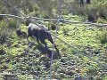 Test i Bassholma på vildsvin