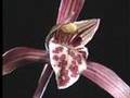 科学映像館　Red Data Plants of Kochi （Cymbidium kanran/カンラン)