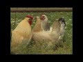 A Guide to Keeping Hens in your Garden - With Francine Raymond