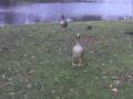 videos de I Am Goose