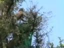 Berkeley Tree Sitters 25 July 2008 Berkeley Tree Sitters 25 July 2008