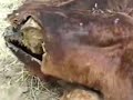 Click here to watch this video 警戒区域 富岡町のあわれな牛の死