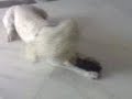 perro desesperado con paquito perro desesperado con paquito
