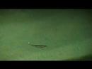 Fishbelly Kick S Shad