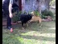 Woofs day out part 2