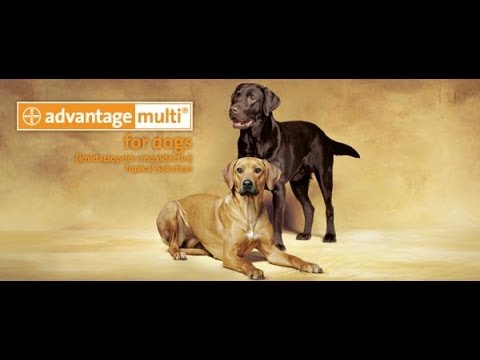 how to apply advantage multi for dogs