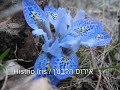 טיול מנווה אטי"ב לחרמון