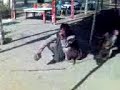 monkey at agra highway bwspl