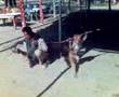monkey at agra highway bwspl