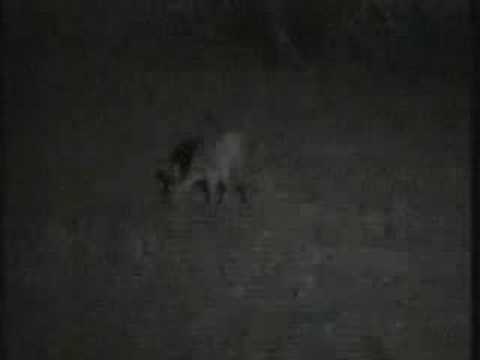WildEarth~~PM Drive 9/2/07 Grey ...