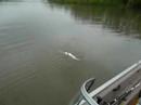 Gabe catching his spoonbill in Oklahoma 2008 Gabe catching his spoonbill in Oklahoma 2008